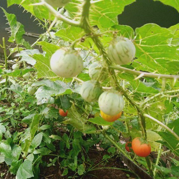 

Buah Terong Garut/Eri /Esot /Duri 250 Gram Presh YL