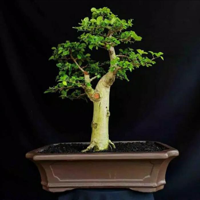 bonsai serut smole tinggal meneruskan tanaman hidup
