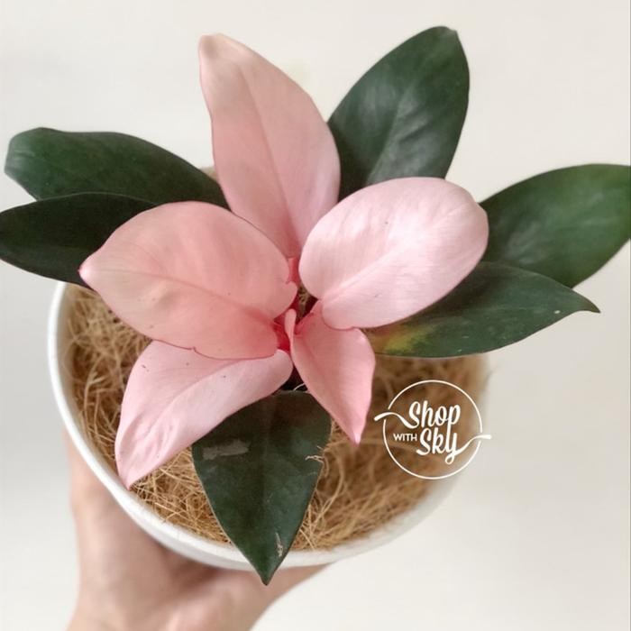 tanaman hias Philo pink kongo - philodendron pink Kongo