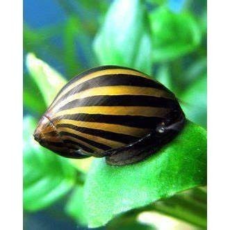 Keong turbo Aquascape/Keong Aquascape/Pembersih Alga Aquascape