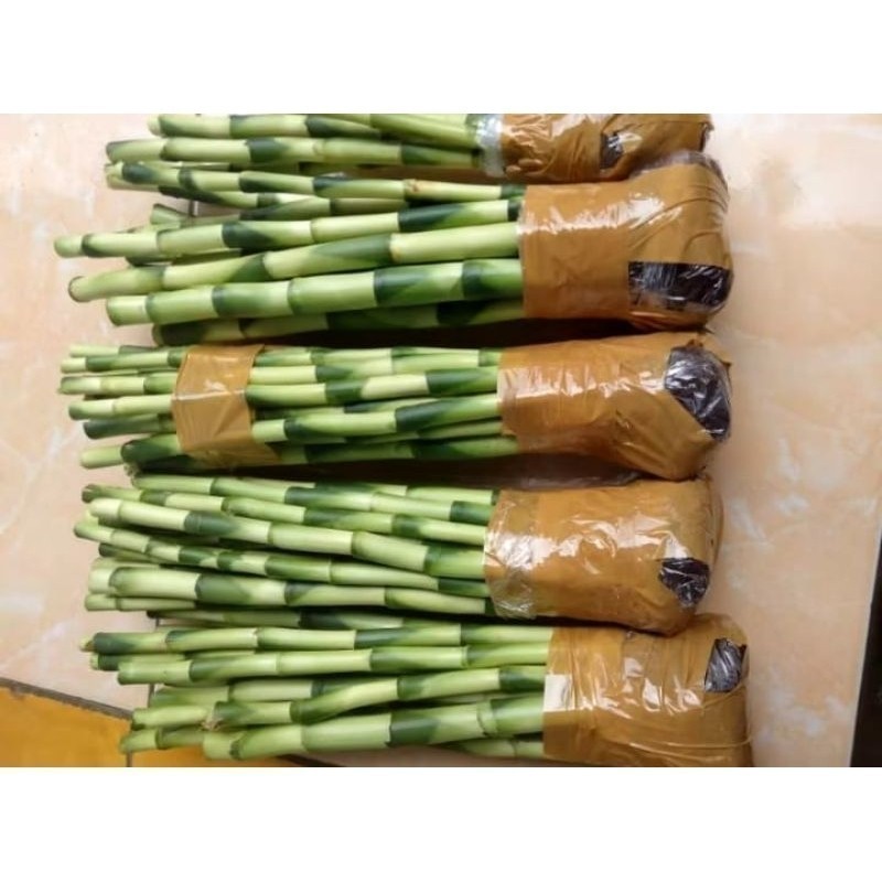 Promo COD STEK CUTTING BAMBU HOKI BAMBU SRI REZEKI SIAP TANAM 10 BATANG Onokabe_Co
