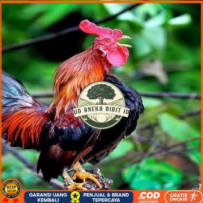 

Telur ayam ketawa dangdut slow gretek fertil siap ditetaskan UD ANEKA BIBIT ID
