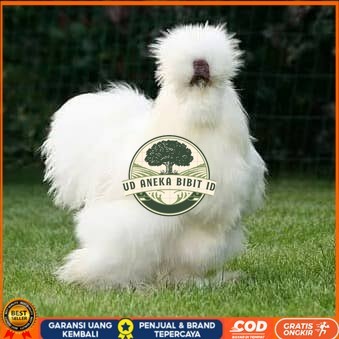 

Telur ayam kapas hias fertil siap ditetaskan UD ANEKA BIBIT ID