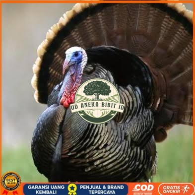 

Telur ayam kalkun jumbo fertil asli ditetaskan UD ANEKA BIBIT ID