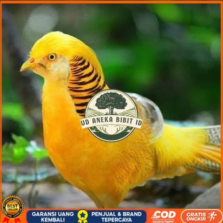 

Telur ayam hias ringneck yellow pheasant fertil untuk ditetaskan UD ANEKA BIBIT ID