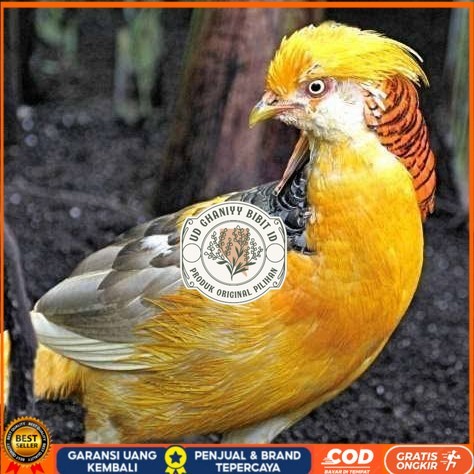 

Telur ayam hias ringneck yellow pheasant fertil siap ditetaskan UD GHANIYY BIBIT ID
