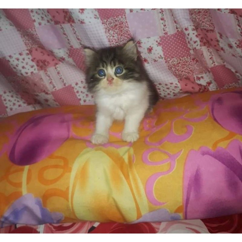 kucing anggora tidak bisa COD