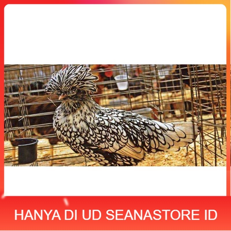

TELUR AYAM HIAS SILVER LACED POLISH DAN GOLD LACED / POLAND BATIK UNTUK DI TETASKAN UD SEANASTORE ID