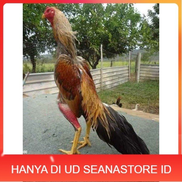 

TELUR AYAM BANGKOK WIRING SPEED UNTUK DI TETASKAN UD SEANASTORE ID