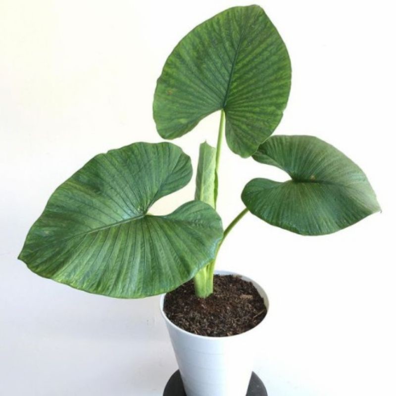 Termurah Alocasia Alba