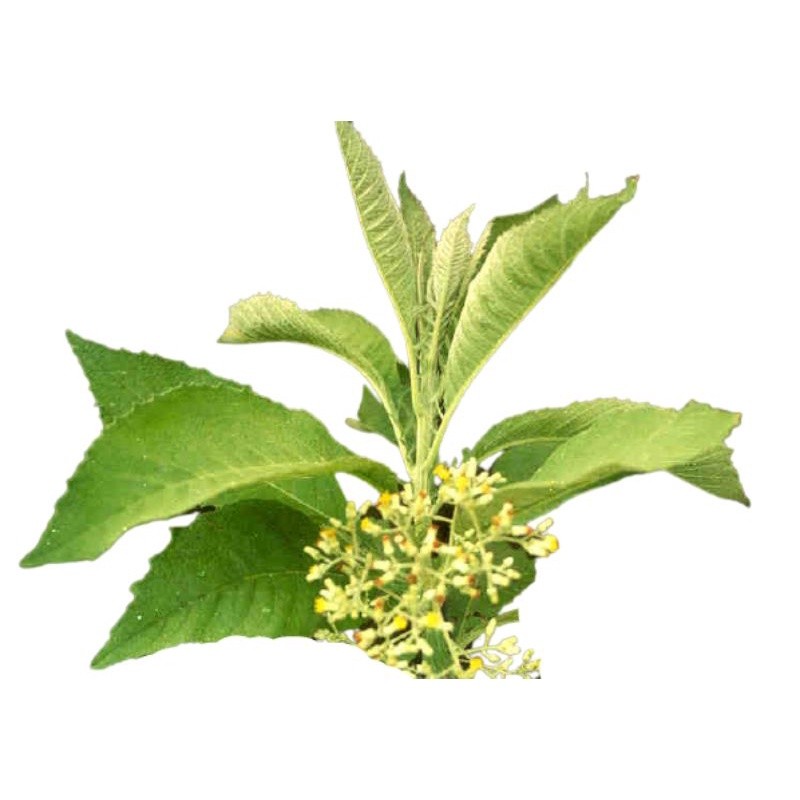 

Termurah Daun sembung segar 1kg siap ambil ke kebun non pestisid