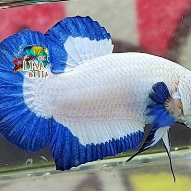Hiasan soliter ikan cupang plakat blue rim jantan kebutuhan aquarium