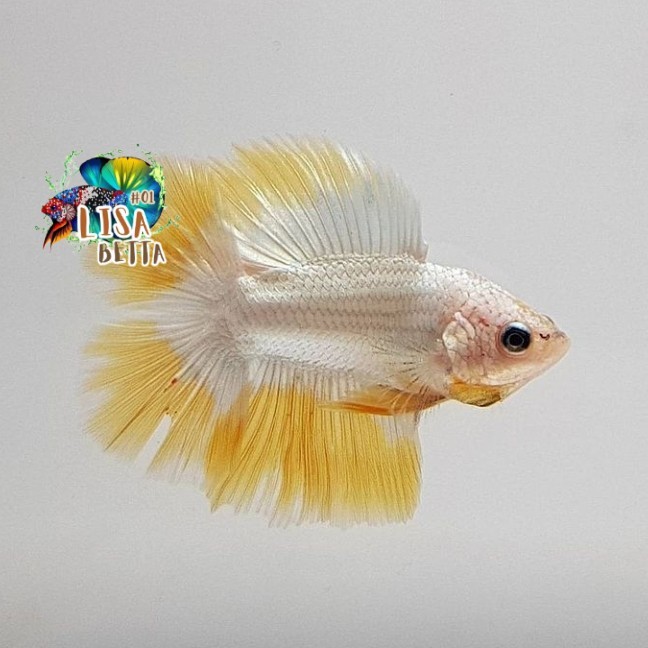 Hiasan soliter ikan cupang hmdt yellow dragon snow jantan kebutuhan aquarium
