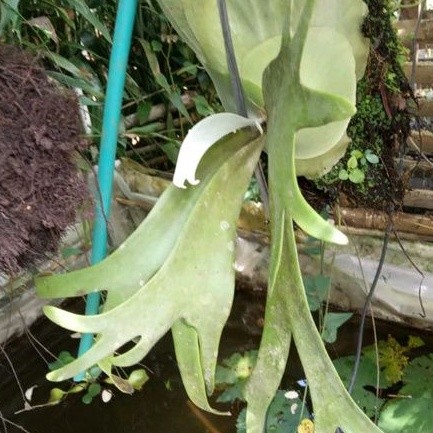 tanaman kadaka uncal kadaka tanduk uncal Platycerium bifurcatum dikenal sebagai paku tanduk rusa