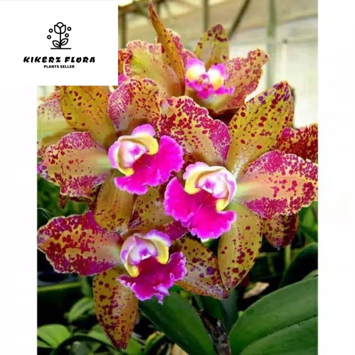 anggrek cattleya wainae leopard