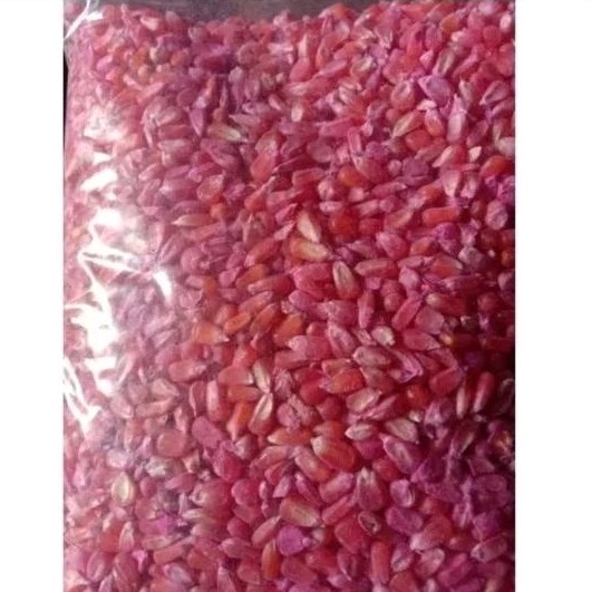 

1KG bibit benih jagung Unyil/jagung kristal siap tanam READY!!