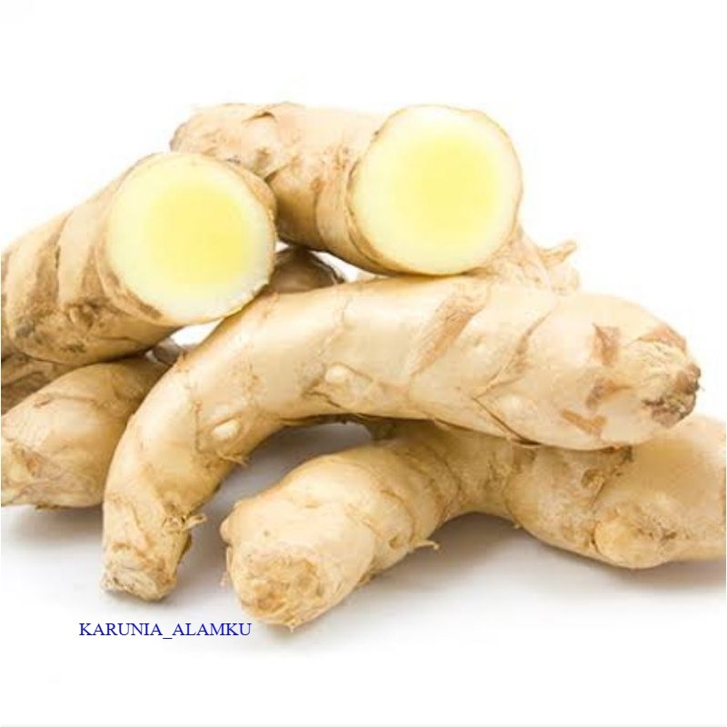 

kunyit putih segar 1kg