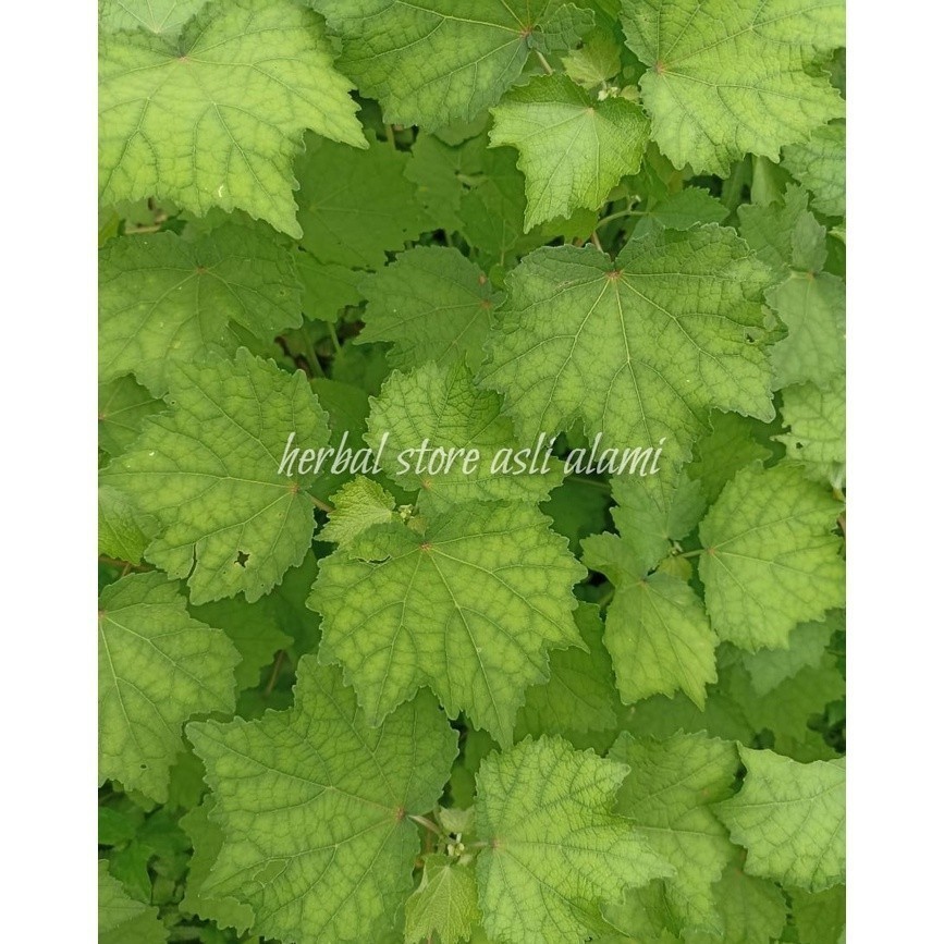 

herbal daun pulutan segar/daung pungpulutan segar #terlaris