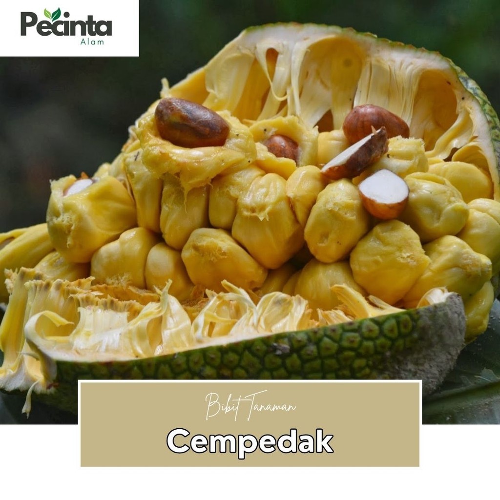 Bibit cempedak Okulasi Siap Tanam Cepat Berbuah