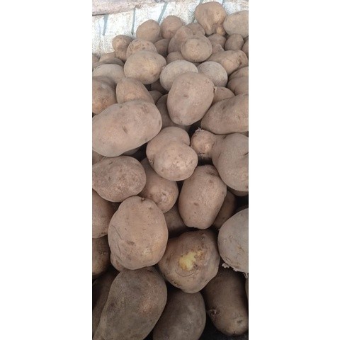 

Kentang kuning 1kg