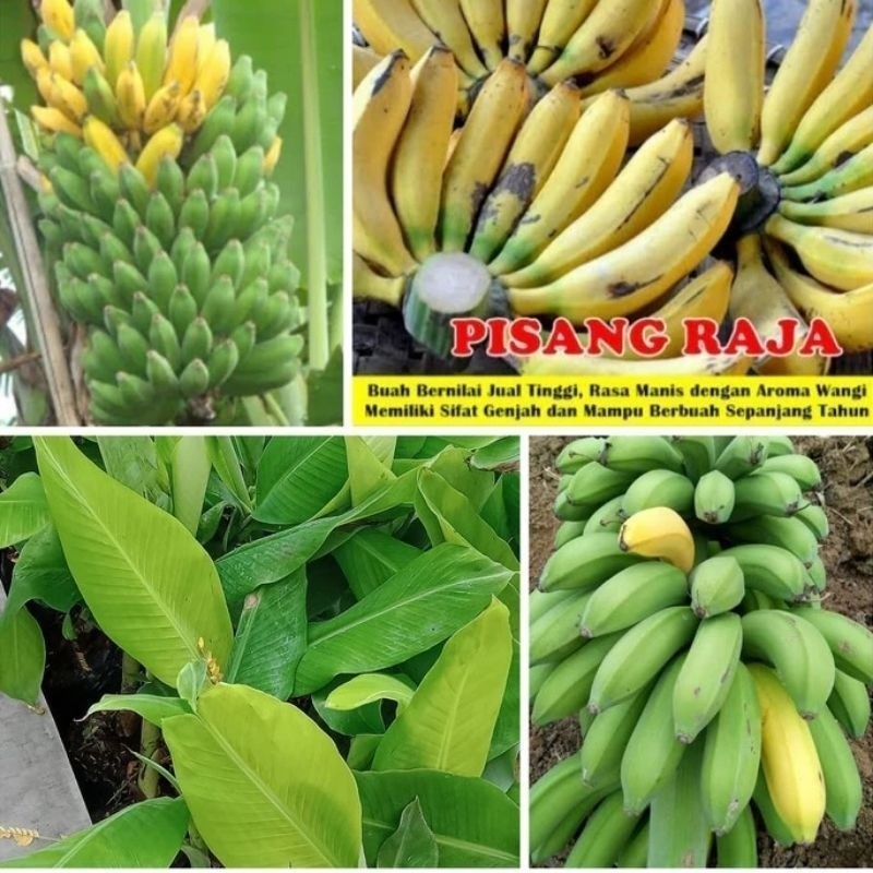 Pisang Raja | Bibit Pisang Raja | Bibit Bongol Pisang Raja | Pisang Raja Manis .