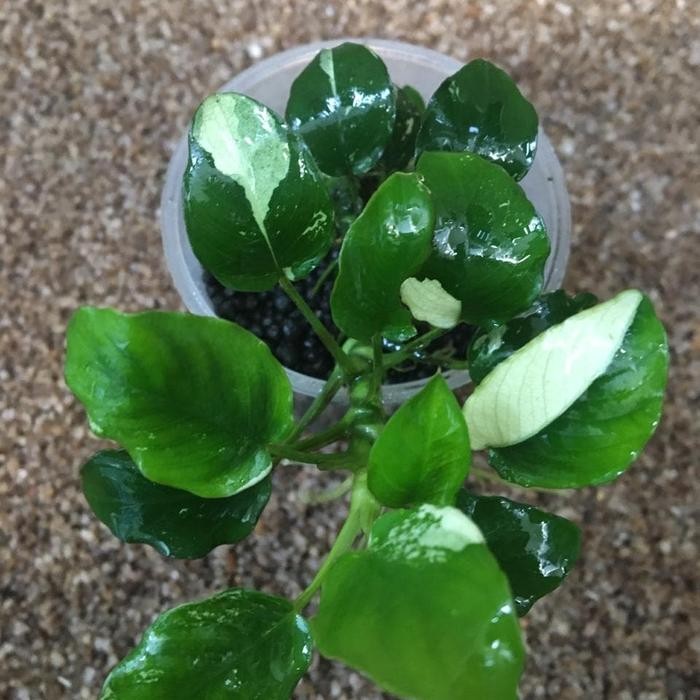 Anubias Panda