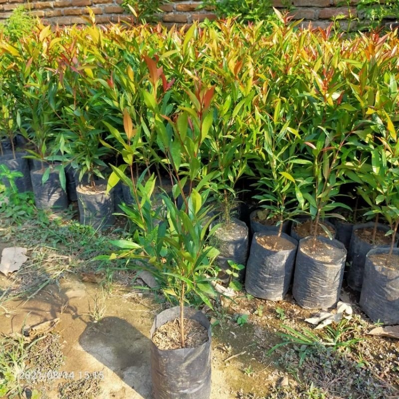 Tanaman hias pucuk merah siap tanam