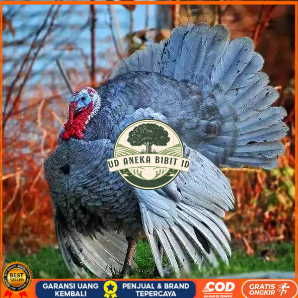 

Telur ayam kalkun blue slate jumbo / telur ayam hias / telur fertil siap tetas UD ANEKA BIBIT ID