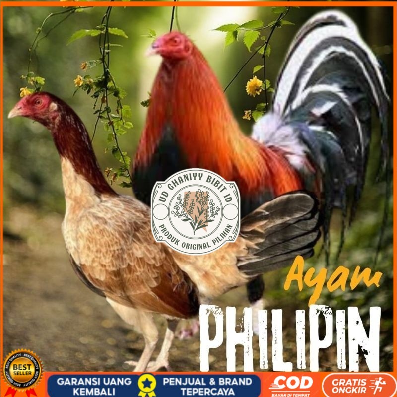 

telur ayam philipin import AK47 bisa untuk di tetaskan UD GHANIYY BIBIT ID