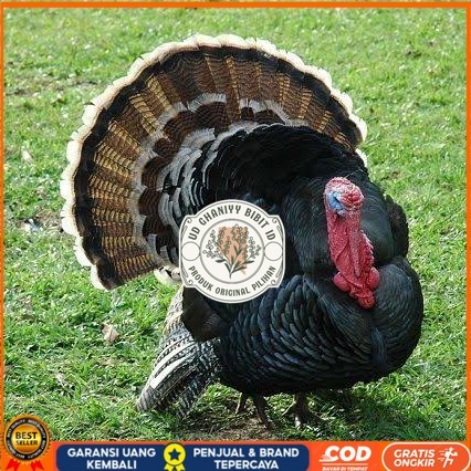 

Telur ayam kalkun jumbo / telur ayam hias / telur fertil siap kirim UD GHANIYY BIBIT ID