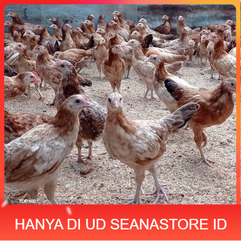 

TELUR FERTIL AYAM ELBA PETELUR HANDAL INDUKAN TERSELEKSI UNTUK DITETASKAN UD SEANASTORE ID