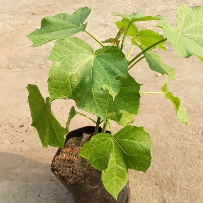 Pohon Jarak Pagar Bibit Jarak Pagar Daun Jarak Pagar