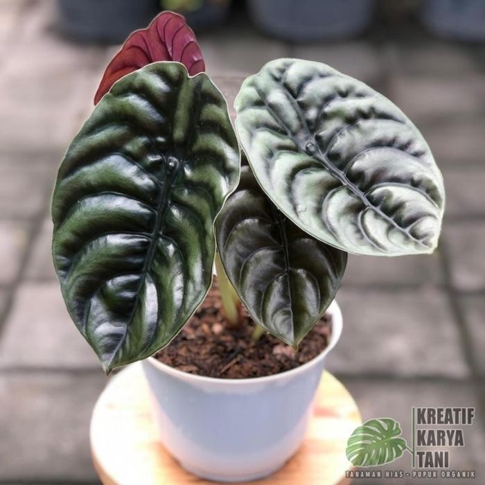 Tanaman hias alocasia - Macam macam jenis tanaman hias alocasia - CUPREA