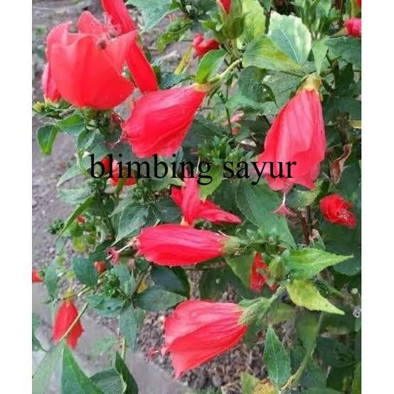 Bibit tanaman sepatu bunga mikro