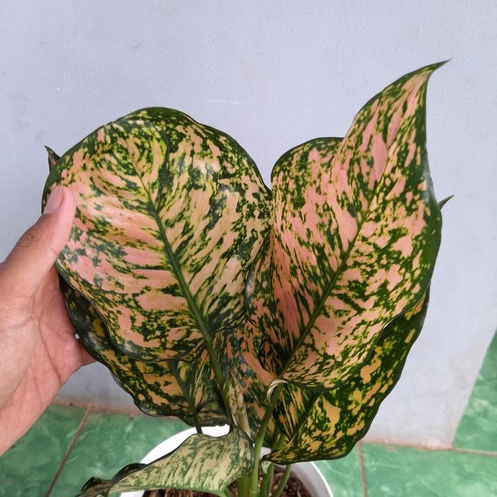 aglonema ruby pink tanaman bunga