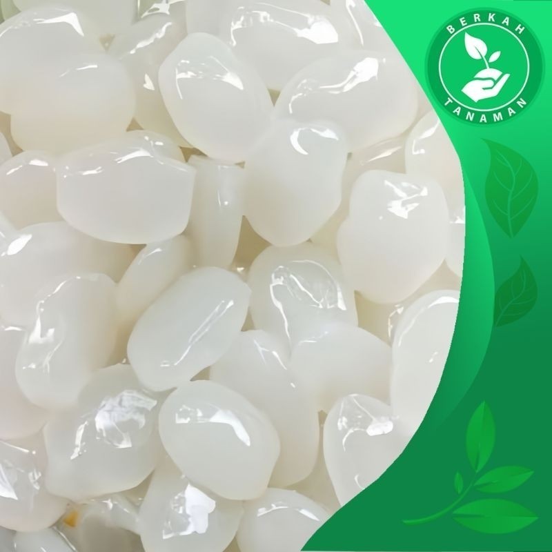 

Kolang Kaling Caruluk Segar Super Fresh Murah Sehat 1kg .