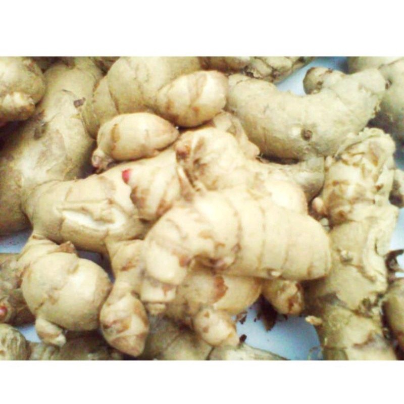 

jual kunyit putih 1kg