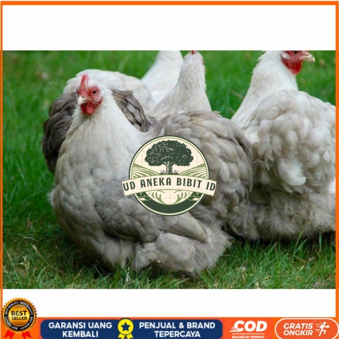 

Telur ayam hias bantam chocin fertil siap ditetaskan - bantam chocin UD ANEKA BIBIT ID