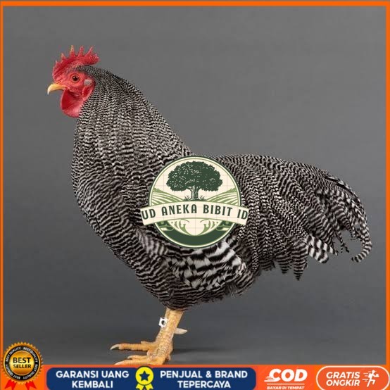 

Telur ayam barred plymouth rock / telur ayam hias fertil siap tetas UD ANEKA BIBIT ID