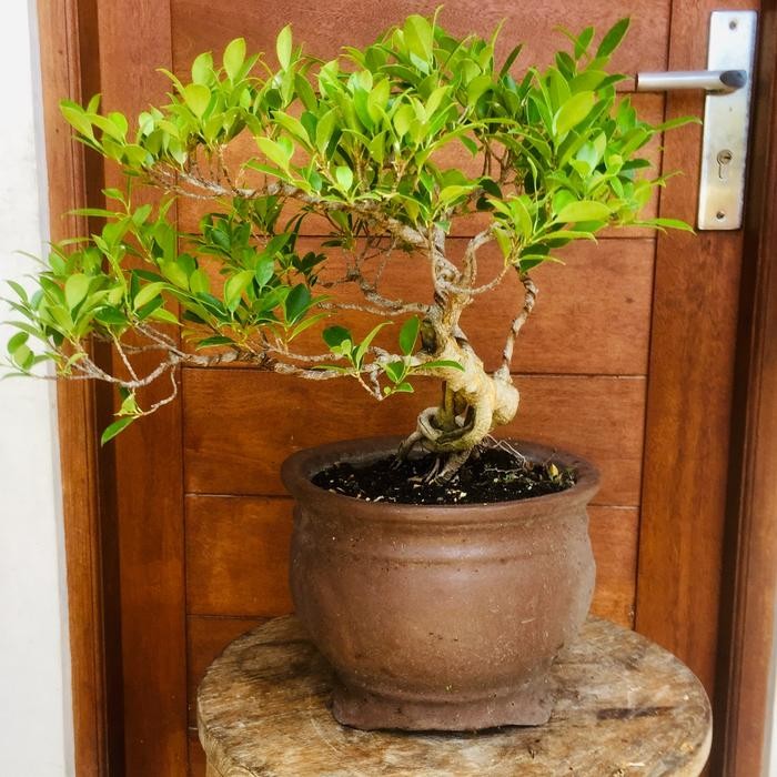 Bonsai kimeng siap pajang / bonsai medium / bonsai batang selengan