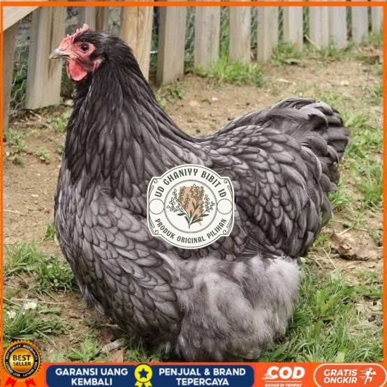 

Telur ayam bantam chocin / telur ayam hias / telur fertil siap cod UD GHANIYY BIBIT ID