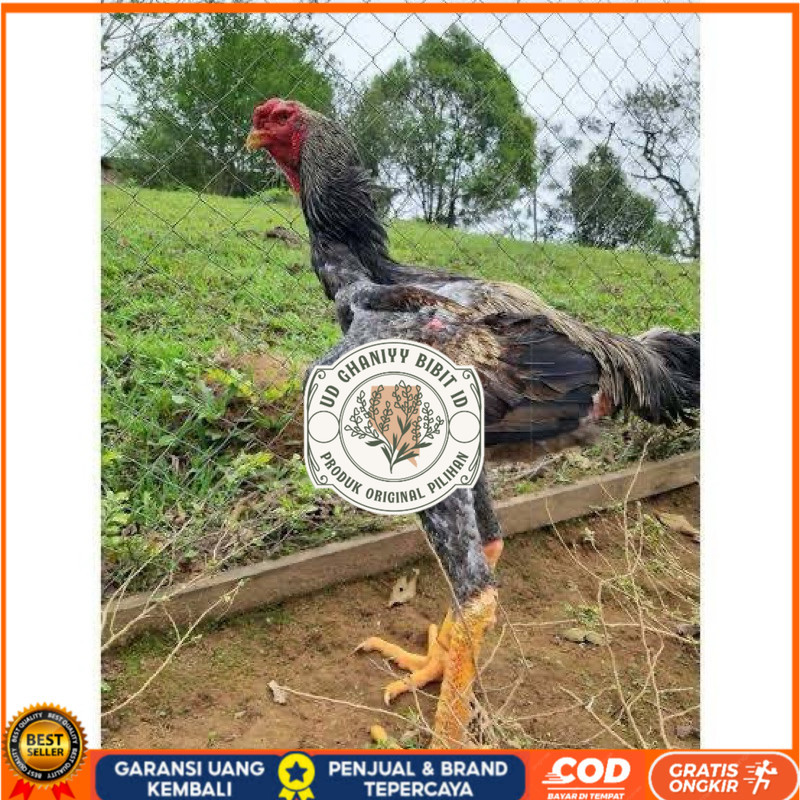 

TELUR AYAM GORDZILA F1 INDUKAN TERSELEKSI UNTUK DI TETASKAN UD GHANIYY BIBIT ID