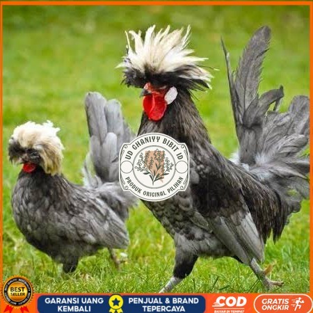 

Telur ayam poland / telur ayam hias / telur fertil siap cod UD GHANIYY BIBIT ID