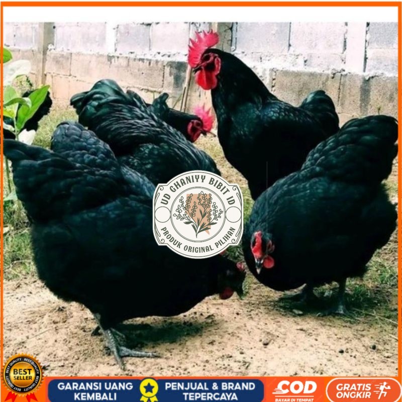 

TELUR AYAM HIAS PETELUR AUSTRALORP UNTUK DI TETASKAN UD GHANIYY BIBIT ID