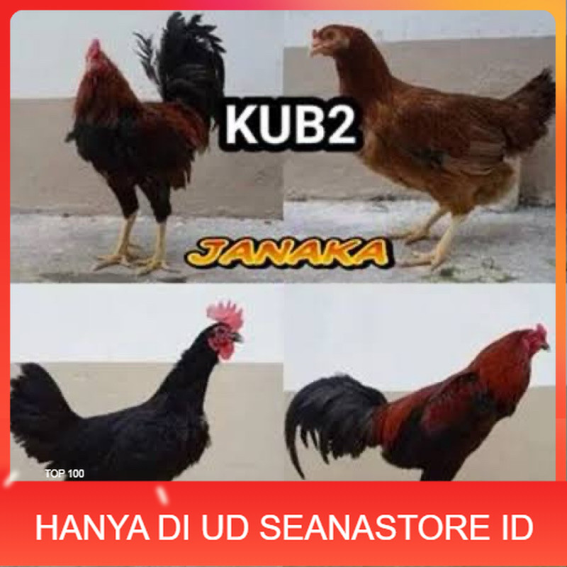 TELUR FERTIL AYAM KUB 2JANAKA/NARAYANA INDUKAN TERSELEKSI UNTUK DI TETASKAN UD SEANASTORE ID