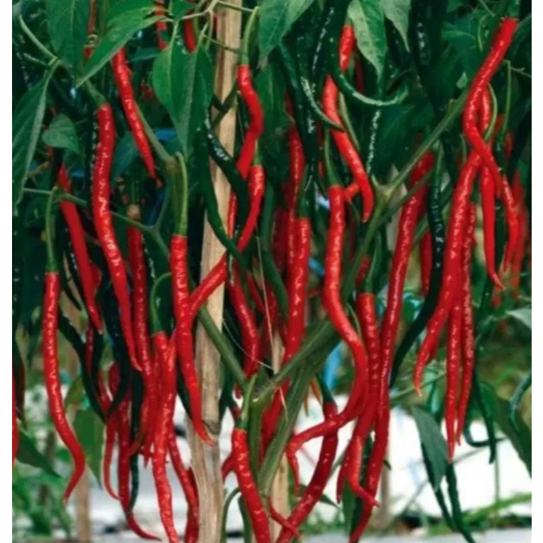 

AL Benih CABE MERAH KERITING Unggul