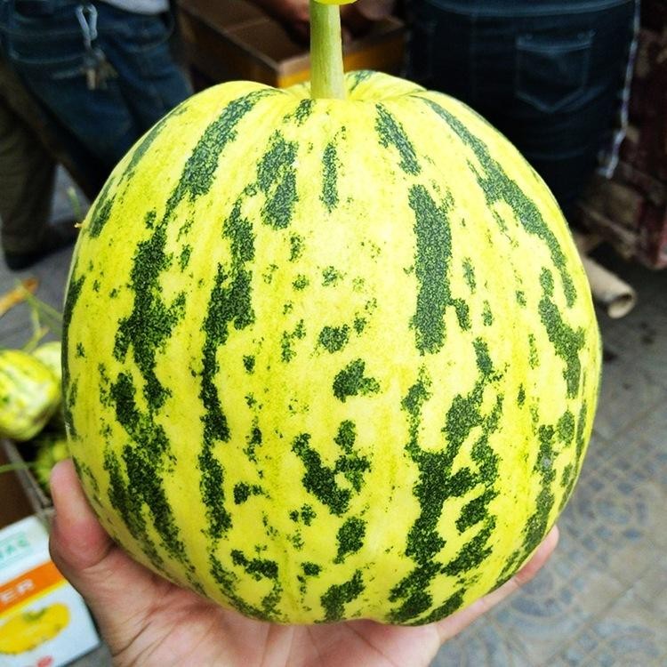 BENIH MELON BALIXIANG/MELON BELANG ISI 20 BIJI -BENIH UNGGUL MUDAH TUMBUH