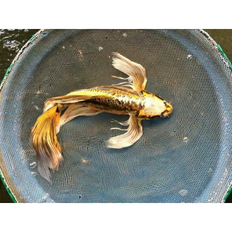 PROMO TERBARU BERGARANSI ikan koi metalik slayer grade A+ukuran 20-25cm