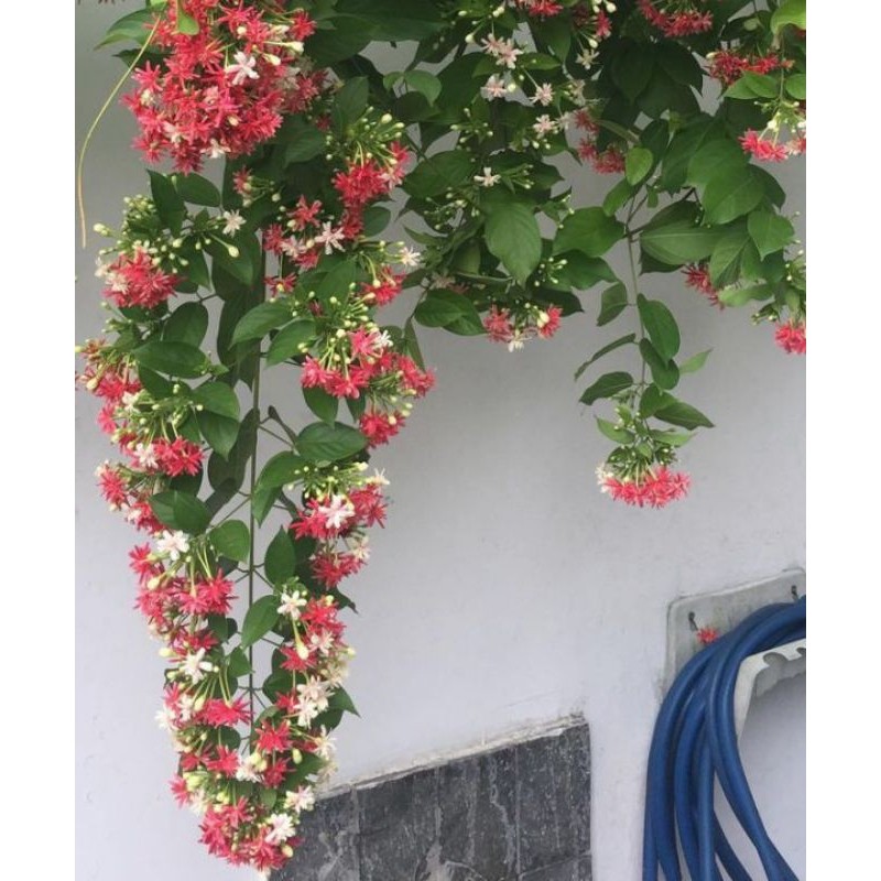 Tanaman Rambat Melati Belanda Berbunga Wangi / Melati Belanda Berbunga Wangi