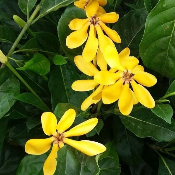 Tanaman Hias Bunga Melati Kacapiring Kuning Wangi - Tanaman Bunga Gardenia Kuning Harum - Bunga Mela